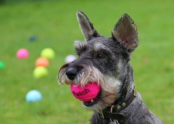 Dog Tennis Ball pink