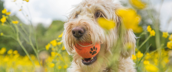 Dog Tenis Ball orange